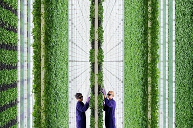 Ultimation-Vertical-Farming-1