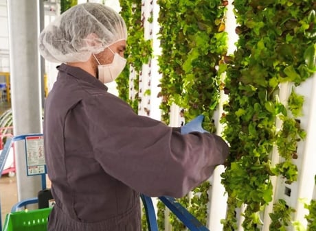 Ultimation-Vertical-Farming